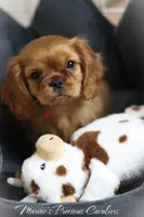 Lover Boy, a male Cavalier King Charles Spaniel for sale in Sandpoint, ID – Photo 1 of 10