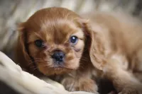 Lover Boy, a male Cavalier King Charles Spaniel for sale in Sandpoint, ID – Photo 10 of 10