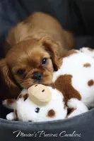 Lover Boy, a male Cavalier King Charles Spaniel for sale in Sandpoint, ID – Photo 6 of 10