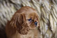 Lover Boy, a male Cavalier King Charles Spaniel for sale in Sandpoint, ID – Photo 3 of 10