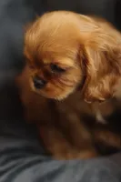 Lover Boy, a male Cavalier King Charles Spaniel for sale in Sandpoint, ID – Photo 5 of 10