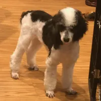 F1BernedoodleGUARDIAN, a male Miniature Bernedoodle for sale in Alexander City, AL – Photo 3 of 4