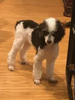 processed/ba6a0943-ea7a-4896-b157-d529ccb7cca0/listing/0c6d00ec-f76d-47a6-aea9-f5484e19f546/5118170f-8b52-4023-b43c-3dc90ef29274