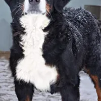 F1BernedoodleGUARDIAN, a male Miniature Bernedoodle for sale in Alexander City, AL – Photo 4 of 4