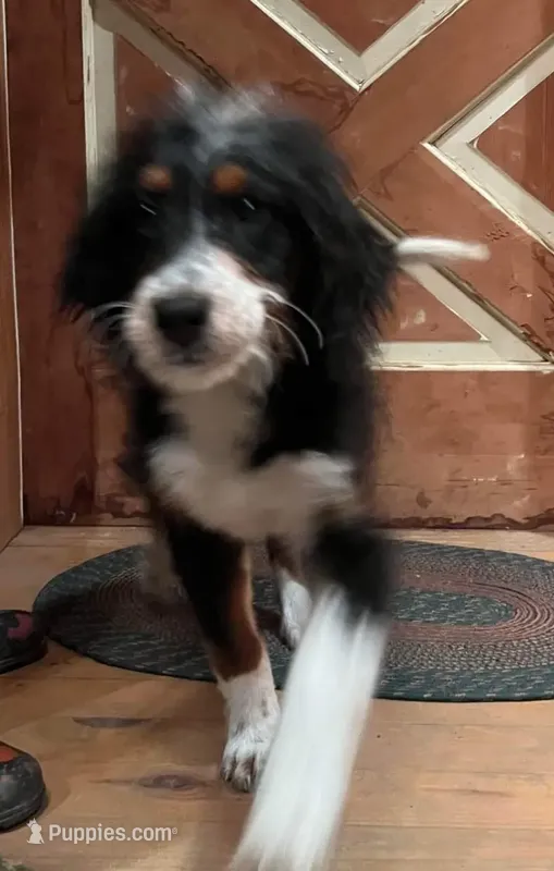 F1BernedoodleGUARDIAN