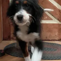 F1BernedoodleGUARDIAN, a male Miniature Bernedoodle for sale in Alexander City, AL – Photo 1 of 4