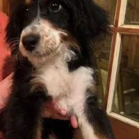 F1BernedoodleGUARDIAN, a male Miniature Bernedoodle for sale in Alexander City, AL – Photo 2 of 4