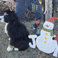 Aladdin, a male Bernedoodle and Poodle - Standard  for sale in Alexander City, AL – Photo 3 of 10