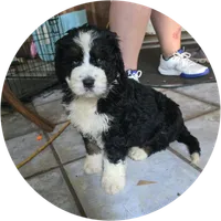Aladdin, a male Bernedoodle and Poodle - Standard  for sale in Alexander City, AL – Photo 10 of 10