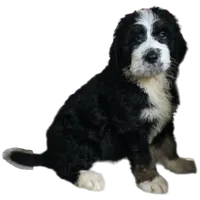Aladdin, a male Bernedoodle and Poodle - Standard  for sale in Alexander City, AL – Photo 2 of 10