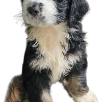 Aladdin, a male Bernedoodle and Poodle - Standard  for sale in Alexander City, AL – Photo 5 of 10