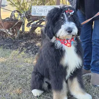 Aladdin, a male Bernedoodle and Poodle - Standard  for sale in Alexander City, AL – Photo 1 of 10