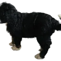 Aladdin, a male Bernedoodle and Poodle - Standard  for sale in Alexander City, AL – Photo 4 of 10