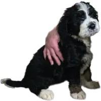 Aladdin, a male Bernedoodle and Poodle - Standard  for sale in Alexander City, AL – Photo 8 of 10