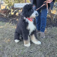 Aladdin, a male Bernedoodle and Poodle - Standard  for sale in Alexander City, AL – Photo 6 of 10