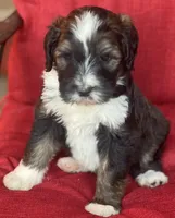 F1 Bernedoodle  Standard, a female Bernedoodle and Poodle - Standard  for sale in Alexander City, AL – Photo 4 of 7