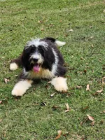 F1 Bernedoodle  Standard, a female Bernedoodle and Poodle - Standard  for sale in Alexander City, AL – Photo 2 of 7