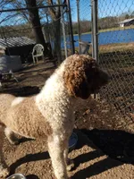 F1 Bernedoodle  Standard, a female Bernedoodle and Poodle - Standard  for sale in Alexander City, AL – Photo 5 of 7