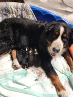 F1 Bernedoodle  Standard, a female Bernedoodle and Poodle - Standard  for sale in Alexander City, AL – Photo 6 of 7