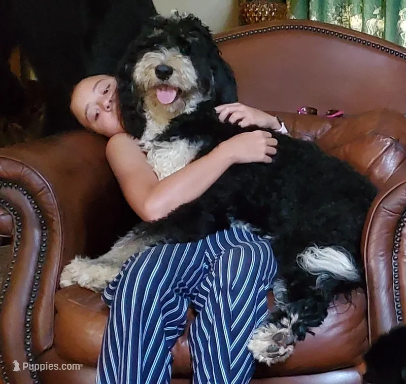 F1 Bernedoodle  Standard, a female Bernedoodle and Poodle - Standard  for sale in Alexander City, AL – Photo 1 of 7