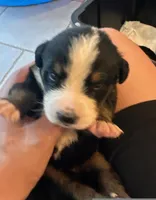 BERNESE Mountain Dog deposits, a female Bernese Mountain Dog for sale in Alexander City, AL – Photo 2 of 7