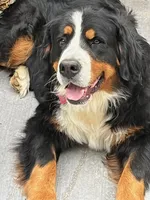 BERNESE Mountain Dog deposits, a female Bernese Mountain Dog for sale in Alexander City, AL – Photo 5 of 7