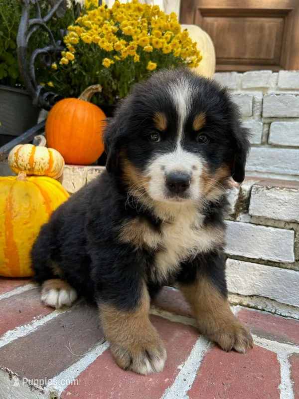 BERNESE Mountain Dog deposits