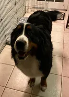 BERNESE Mountain Dog deposits, a female Bernese Mountain Dog for sale in Alexander City, AL – Photo 6 of 7