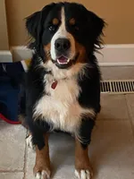 BERNESE Mountain Dog deposits, a female Bernese Mountain Dog for sale in Alexander City, AL – Photo 4 of 7