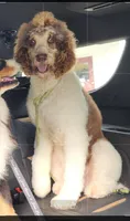 Barkley(GuardianHm), a male Poodle - Standard  for sale in Alexander City, AL – 1 of 1