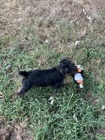 AKC Lucas, a male Silky Terrier for sale in Houston, MO – 5 of 9