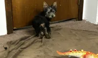 AKC Chewbacca, a male Silky Terrier for sale in Houston, MO – 2 of 9