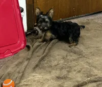 AKC Chip, a male Silky Terrier for sale in Houston, MO – 3 of 6