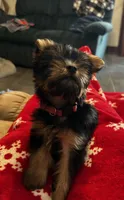 AKC Ella, a female Silky Terrier for sale in Houston, MO – 2 of 10