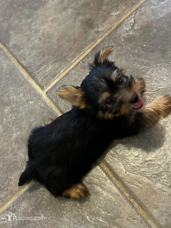 AKC Little Willie – Silky Terrier puppy for sale in Houston, MO