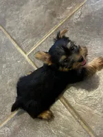 AKC Little Willie, a male Silky Terrier for sale in Houston, MO – 1 of 10