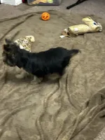 AKC Ellie, a female Silky Terrier for sale in Houston, MO – 7 of 8