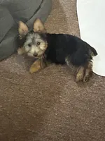 Macy, a female Silky Terrier for sale in Houston, MO – 7 of 9