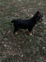 AKC Lucas, a male Silky Terrier for sale in Houston, MO – 9 of 10