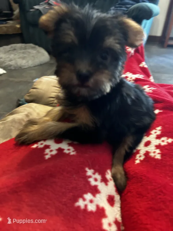 AKC Ella – Silky Terrier puppy for sale in Houston, MO