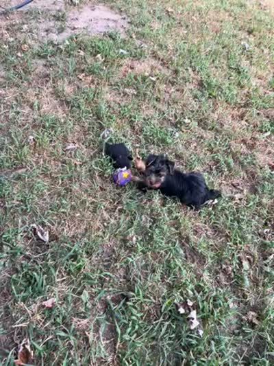 AKC Lucas, a male Silky Terrier for sale in Houston, MO – 3 of 9