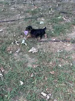 AKC Lucas, a male Silky Terrier for sale in Houston, MO – 4 of 9