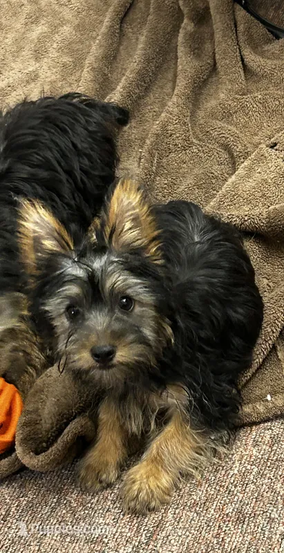 AKC Chip – Silky Terrier puppy for sale in Houston, MO