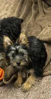 AKC Chip, a male Silky Terrier for sale in Houston, MO – 1 of 6
