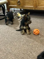 Ellie , a female Silky Terrier for sale in Houston, MO – 6 of 6