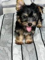 AKC Little Willie, a male Silky Terrier for sale in Houston, MO – 5 of 10
