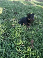 Ricky, a male Silky Terrier for sale in Houston, MO – 4 of 7