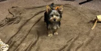 AKC Lilly, a female Silky Terrier for sale in Houston, MO – 3 of 9