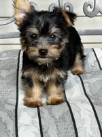 AKC Little Willie, a male Silky Terrier for sale in Houston, MO – 3 of 10