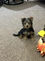 Macy, a female Silky Terrier for sale in Houston, MO – 2 of 3